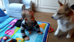 gifsboom:  Corgi Dog Tries to Get Baby to