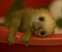 Lost in your eyes (baby Two-toed Sloth)