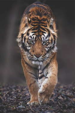 headlesssamurai:  “There is no greater solitude than that of the samurai unless it is that of the tiger in the jungle, perhaps.”   ―  Jean-Pierre Melville