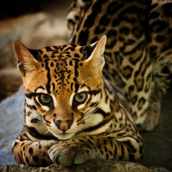 this-is-wild:  Ocelot(BeppeVerge)