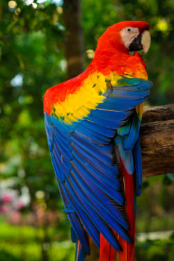senerii:  Scarlet Macaw by ~kates07632 