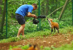 vulcans-angels-heroes:A fox stealing a boom mic at the Zao Fox Village in Miyagi Prefecture in Northern Japan [x]