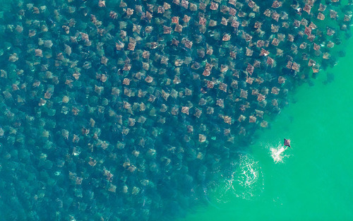 kingdomy:  Flight of the Rays  In the sea of Cortez, Baja California, Mexico, a massive congregation of Munkiana Devil Rays, relative of manta rays, was captured by a German photographer Florian Schulz, displaying unusual event which he dubbed as the