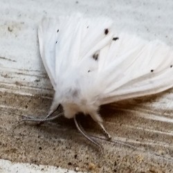 Found a pretty white moth