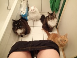 unimpressedcats:  toilet party 