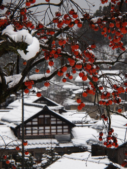 idealizable:  Persimmon and Snow scene by yubomojao on Flickr. 