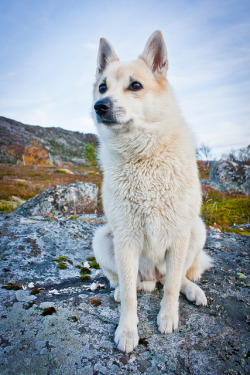 fy-herdingdogs:  Norwegian Buhund by Fredrik Wold Kolnes on Flickr.