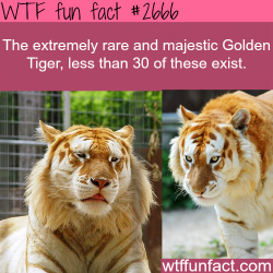 wtf-fun-factss:  The Golden Tiger, extremely rare animals - WTF fun facts