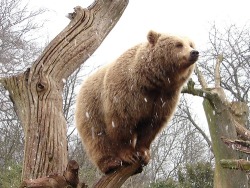 fuck-it-fire-everything:  bhamms:   He’s smiling. He’s proud of himself.  He’s saying “Look at me, that’s right, I’m balancing myself on this little stub of a branch. I am as majestic as a bird on its perch.”   behold the happiest bear