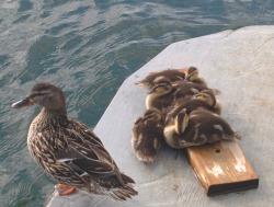 animal-factbook:  All ducks are home schooled until they reach the age of maturity. Their SAT score are the highest among all animal, with an average of 50 out of 2400.