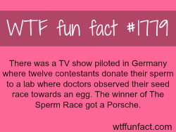 wtf-fun-factss:  What are the weirdest TV shows you have seen? - WTF fun facts
