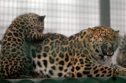 Rare Amur leopard cub bothering mother by