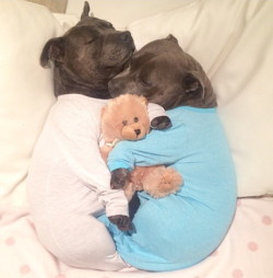 cs-kas:  yourstoryisnoteverover:  qweency:  mymodernmet:  Adorable Bull Terriers Have Cuddle-Filled Pajama Parties  “they’ll kill your children” *shaky, mom voice*  Ohhhh myyyy godddd. I literally fucking SQUEALED.   