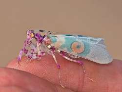 bpd–girl: scientificphilosopher:    Pseudocreobotra wahlbergi, or spiny flower mantis, is a small Flower Mantis (1.5 inches or 38 millimetres) native to southern and eastern Africa.   via: The Insect World  Fucking beautiful.  