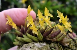 orchid-a-day: Acianthera leptotifolia Syn.: Pleurothallis leptotifolia; Specklinia leptotifolia; Pabstiella leptotifolia September 24, 2017 