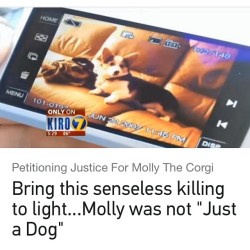 corgnelius:  A man was bothered by a dog barking, so he decided to go up to Molly the corgi, take his gun out, and shoot her at point blank range. Molly died in her mom’s arms. She wasn’t even the dog that was barking. Go to: http://chn.ge/1DrKrom