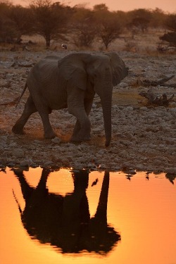 wolverxne:  Sunset Elephant ~ by Rainer Martini 
