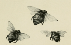 nemfrog: Honey bees. Biggle berry book. 1911. Internet Archive 