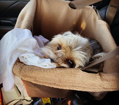 My road dog, Pepe! He did so good coming home!  https://www.instagram.com/p/CkH1EAZrEvqhIz-yeDtkXDi3M4oJg-w1sn0oeI0/?igshid=NGJjMDIxMWI=