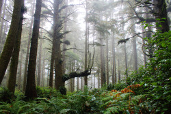 bright-witch:  Washington Coast Old Growth Forest, photographed