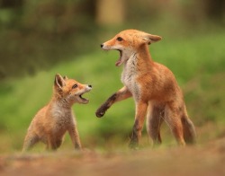 beautiful-wildlife:  Foxes by Helena Kuchynková 