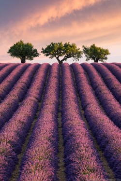 Woodendreams:  Provence Region, Southern France By Elia Locardi