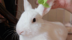 technotropism:  Lettuce Hat [video] - the latest in kawaii accessories! 