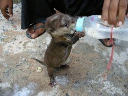 mlledenise:  A tiny baby otter having a little drink. I love his little hands helping to hold up the bottle! 