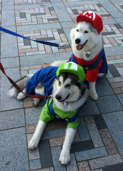 internetismylove:  Let’s all just take a second out of our lives, to admire THESE ADORABLE MARIO AND LUIGI DOGS. KTHX. 