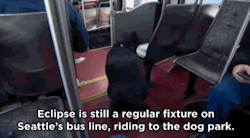 succt:huffingtonpost:Seattle Dog Figures Out Buses, Starts Riding Solo To The Dog ParkSeattle’s public transit system has had a ruff go of things lately, and that has riders smiling.could you imagine a dog being all “ah shit this my stop pull the