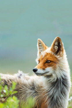 thegreenwolf:  The pic is by Ivan Kislov, and his 500px account has a LOT of excellent wildlife photos. 