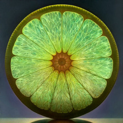 the-spooky-fish:  Citrus fruits are weeeeird 