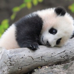 So cute!!! #panda #cute #instagood #likeforlike #pandabear #asians #likes #funny #pandas #pandaexpress #instapandacool #bestoftheday follow for more awesome posts  Bonafidepanda.com