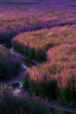 ponderation:  Fields of Purple by Terence