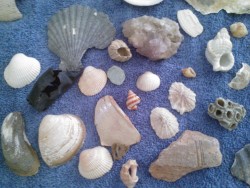 ileftmyheartinwesteros:  My mother mailed me my seashells:) All of these were found on the beach or in the ocean at Virginia Beach, VAPlease do not repost    the-wandering-kind said:Giraffe?  Yup! It was a toy I found on the beach lol. I was 9 or 10 and