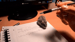 madness-is-my-life:  kenderfriend:  sixpenceee:  “Why haven’t you done any homework?” Because the hamster stole my pencil. (Source)  Too cute for words, 💕💕💕  At least you have proof… 