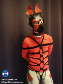 atkauai: A good puppy is a puppy tied (…and abused). with puppysigma and atkauai 