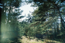 arquerio:  pines by Liis Klammer on Flickr.
