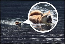 absolutedoge:  Rare picture of the Loch Ness Doge