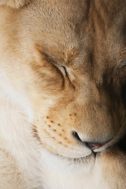 r2–d2: Lion by (Photo_Xtremist) | Website