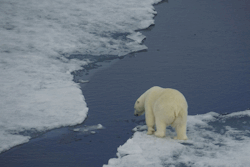 Alex-Cowan:  Polar Bear Jumping Over A Lead For An Animal That Probably Weighs 700-800Lbs