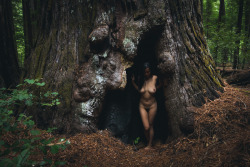openbooks:  “New Home 1”Cacia Zoo settling into a fire cave. Humboldt Redwoods State Park, CA. October 2014