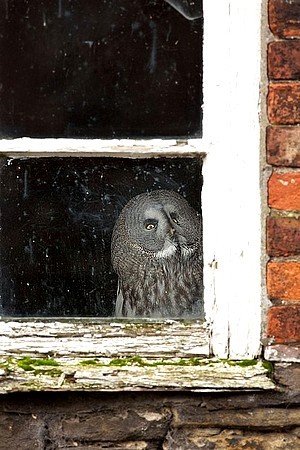 wonderous-world:  Gandalf the Great Grey Owl gets scared of going outside and flying out in the open so his owners at Knowsley Safari Park have built his aviary inside a brick shed.  He now spends his days watching the world go by out of his window.