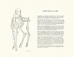 disneyconceptsandstuff: Skeletal Guidebook from Bambi by Rico LeBrun (Part 1 of 5)