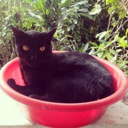 Un niño que es muy hermoso anda de mimos. #blackcat #cat