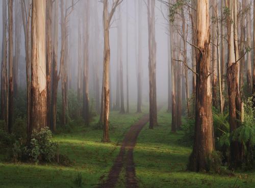 oneshotolive:  Australia’s ancient Yarra Ranges forest shrouded in fog [OC] [2160 × 1594] 📷: MitchGreenPhotos 