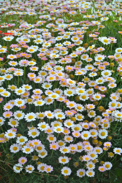 Caminar sobre flores hermosas…si eso! 