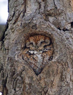 awwww-cute:  Owl just fit right in here  &gt;.&lt;