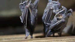 yelyahwilliams:  biomorphosis:  When you flip bats upside down they become exceptionally sassy dancers [x].    i freakin love bats  