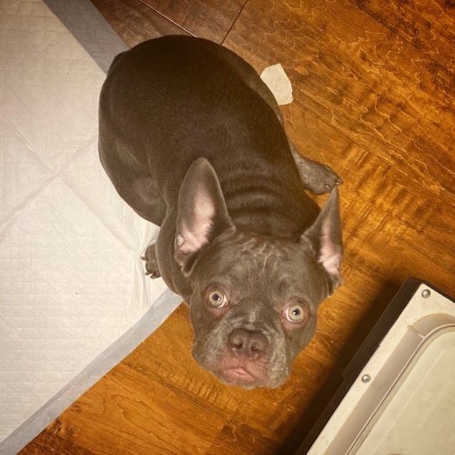 “Every time Im in the kitchen, you’re in the kitchen&hellip;.. in the god damn refrigerator” how can I say no to him tho? Look at my baby with those pretty green eyes. My son paKo #frenchbulldog #frenchiesofinstagram  Get you one from my homies